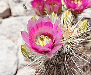 Arizona, Sonoran Desert: Blooming Scarlet Hedgehog Cactus - close-up