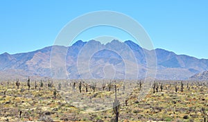 Arizona, Sonoran Desert: Saguaros in a Carpet of Spring Flowers at the Foothills of Four Peaks