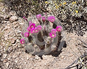 Arizona, Sonoran Desert: Violet Blossoms of a Hedgehog Cactus