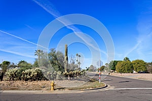 Arizona Streets Desert Style Xeriscaping