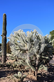 Arizona Streets Desert Style Xeriscaping