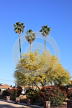 Arizona Streets with Blooming Trees and Shrubs in Spring photo