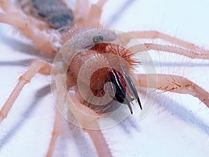 Arizona Sun Spider closeup