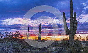Arizona Sunrise With Cactus & Vibrant Sky
