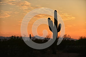 Arizona sunset with cactus