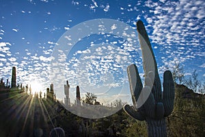 Arizona Sunset Over Sonoran Desert Landscape