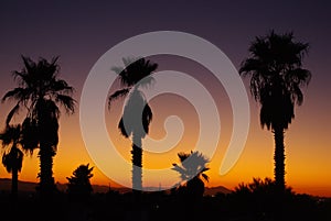 Arizona sunset with palms