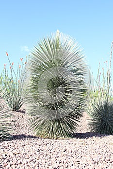 Arizona, Tempe: Desert Sotul in Front Yard