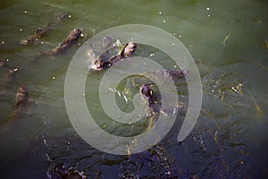 Arizona, Tucson, USA, April 10 2015, Loews Ventana Canyon, Flying V Bar and Grill, feeding Cat Fish in Coy pond