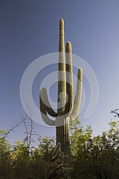 Arizona, Tucson, USA, April 9 2015, Saguaro National Park West, Saguaro Cactus at sunset