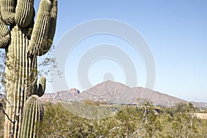 Arizona view of saguaro cactus with mountains in the background