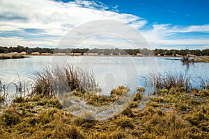 Arizona wetlands and animal riparian preserve.