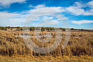 Arizona wetlands and animal riparian preserve.