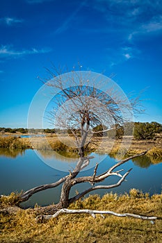 Arizona wetlands and animal riparian preserve.