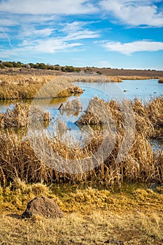 Arizona wetlands and animal riparian preserve.