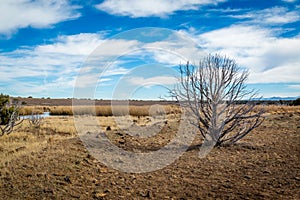 Arizona wetlands and animal riparian preserve.