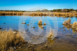 Arizona wetlands and animal riparian preserve.