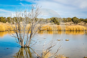 Arizona wetlands and animal riparian preserve.