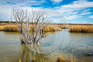 Arizona wetlands and animal riparian preserve.