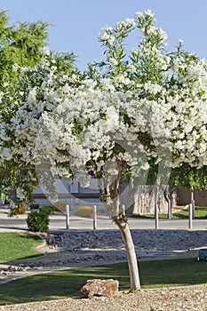 Arizona White Oleander