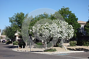 Arizona White Oleander