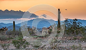 Arizona wild burrows in the desert