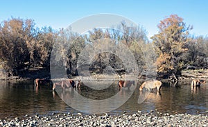 Arizona wild horses feeding in the Salt River near Scottsdale Arizona USA