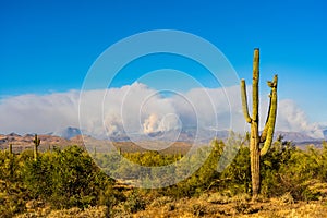 Arizona Wildfire with Billowing Smoke photo