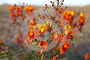 Arizona Wildflower