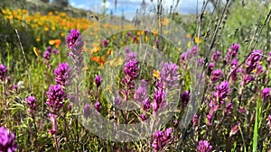 Arizona wildflowers in the Sonoran Desert