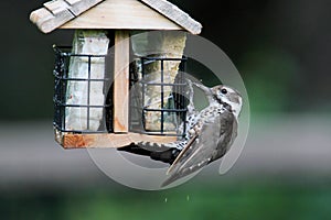 Arizona Woodpecker (Picoides arizonae)