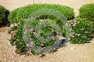 Blooming Pink Oleander Shrubs in Informal Hedge photo