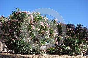 Blooming Pink Oleander Shrubs in Informal Hedge photo