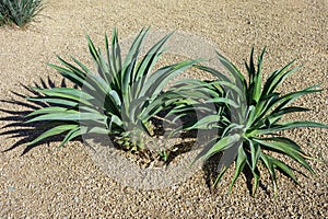 Agave Succulents in Desert Style Xeriscaping photo