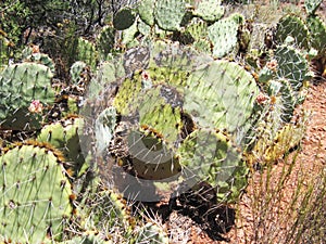 ArizonaCactus plant in Sedona