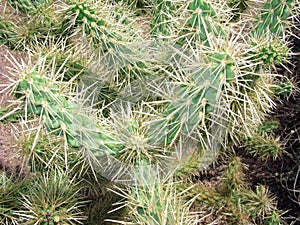 Arizonian Cholla Cactus