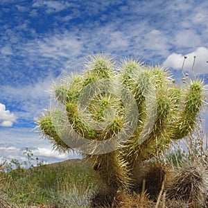 Arizonian Cholla Cactus