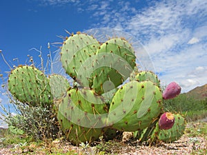 Arizonian Prickly Pear Cactus