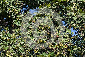 Arjun Terminalia arjuna Tree and Fruits