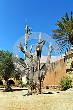 Arkadi Monastery tree