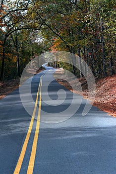 Trees form a tunnel for this curving, narrow backroad in Southern Arkansas.  photo