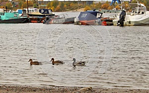 Arkhangelsk. Autumn day on the Bank of the Northern Dvina river