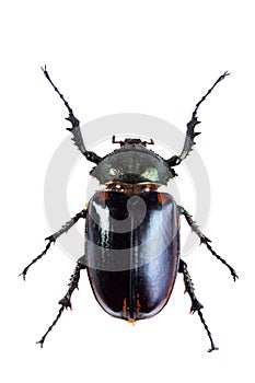Arlequin beetle on the white background photo