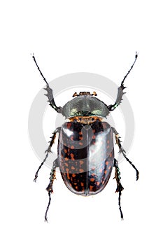 Arlequin beetle on the white background