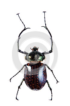 Arlequin beetle on the white background photo