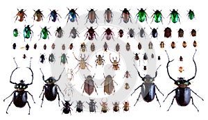 Arlequin beetles on the white background photo
