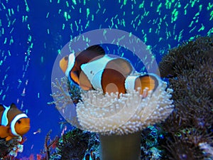 Arlequin fishes photo