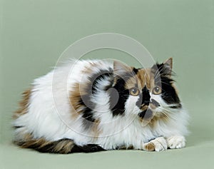 Arlequin Persian Domestic Cat laying against Green Background photo