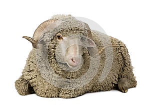 Arles Merino sheep, ram, 1 year old