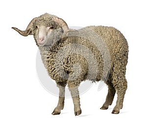 Arles Merino sheep, ram, 1 year old photo